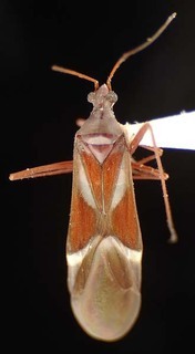 Coquillettia gigantea, AMNH PBI00125647