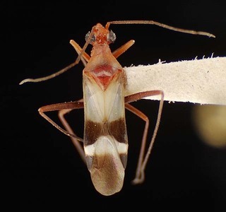 Coquillettia lactea, AMNH PBI00121462