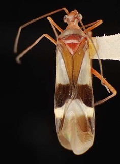 Coquillettia perplexabilis, AMNH PBI00121348