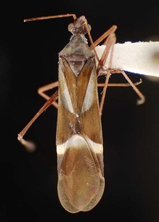 Coquillettia pseudoattica, AMNH PBI00125648