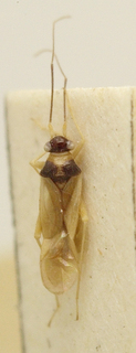 Nycticapsus melanocephalus, AMNH PBI00099716
