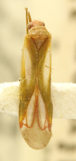 Orthotylus ericinellae, AMNH PBI00099719