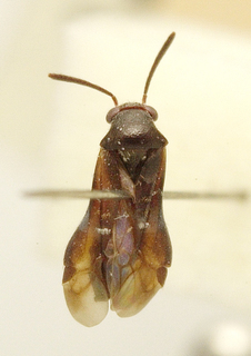 Pilophorus javanus, AMNH PBI00099722