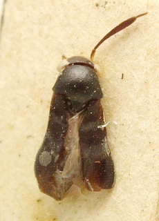 Pilophorus sumatranus, AMNH PBI00099724