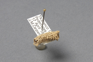 Stenodynerus microstictus, AMNH HYM00000443