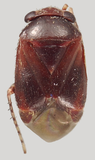 Hypseloecus grossi, AMNH PBI00088064