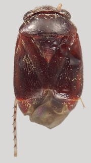 Hypseloecus grossi, AMNH PBI00088066