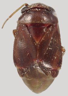 Hypseloecus lysiani, AMNH PBI00088107