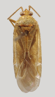 Wallabicoris craspedii, AMNH PBI00089293