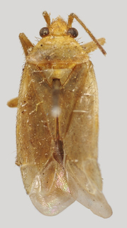 Wallabicoris craspedii, AMNH PBI00089296