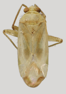 Wallabicoris helichrysi, AMNH PBI00089236