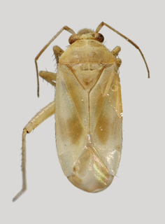 Wallabicoris helichrysi, AMNH PBI00089265
