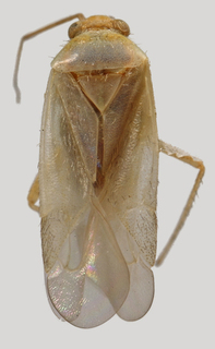 Wallabicoris prostantheri, AMNH PBI00090056