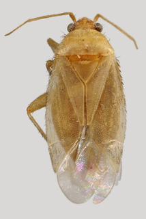 Wallabicoris prostantheri, AMNH PBI00090068