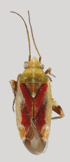 Wallabicoris pultenaei, AMNH PBI00089341