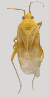 Wallabicoris sandstonensis, AMNH PBI00090050