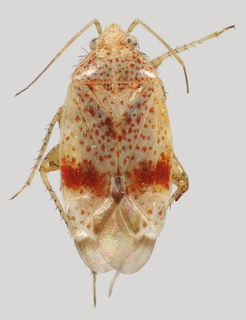 Wallabicoris spyridiellus, AMNH PBI00088000