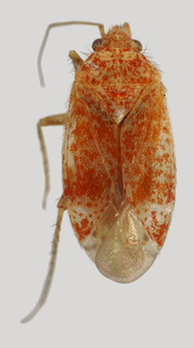 Wallabicoris thomasii, AMNH PBI00087718