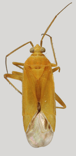 Wallabicoris waitzii, AMNH PBI00088680