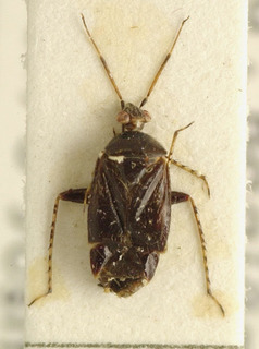 Acanalonia bivittata, AMNH PBI00107655