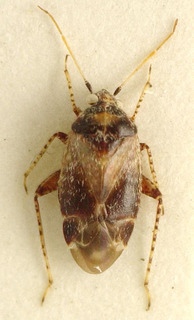 Acanalonia bivittata, AMNH PBI00107656