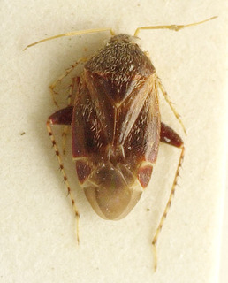 Acanalonia bivittata, AMNH PBI00107657