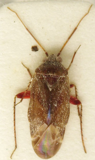 Acanalonia bivittata, AMNH PBI00107658