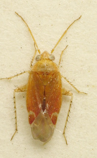 Acanalonia bivittata, AMNH PBI00107659
