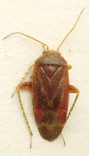 Acanalonia bivittata, AMNH PBI00107660