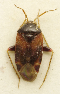 Acanalonia bivittata, AMNH PBI00107661