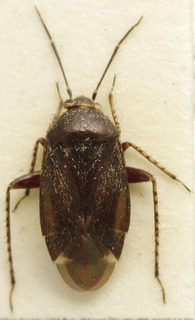 Acanalonia bivittata, AMNH PBI00107662