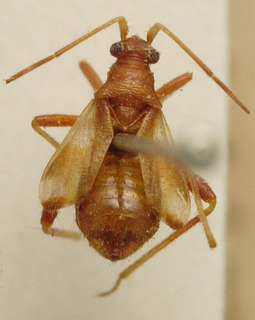 Acanalonia bivittata, AMNH PBI00107665