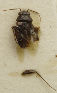 Acanalonia bivittata, AMNH PBI00107666