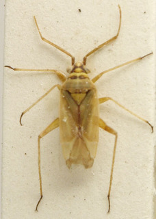 Acanalonia bivittata, AMNH PBI00107667