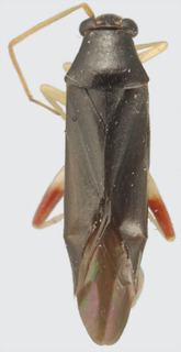 Ficinus distanti, AMNH PBI00094259