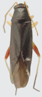 Ficinus distanti, AMNH PBI00094260