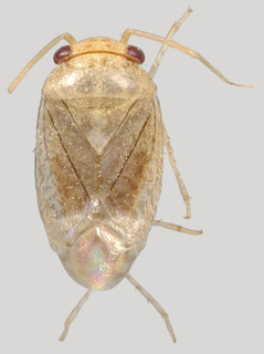 Hypseloecus amyemi, AMNH PBI00098673