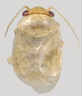 Hypseloecus amyemi, AMNH PBI00098691