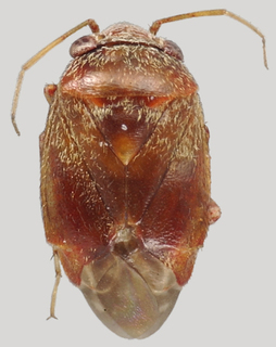 Hypseloecus amyemicola, AMNH PBI00097781