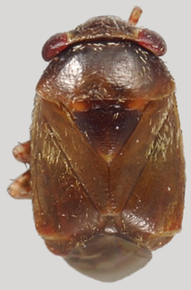 Hypseloecus amyemicola, AMNH PBI00098051