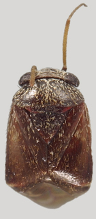 Hypseloecus lysiani, AMNH PBI00099356