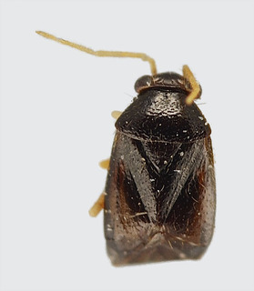 Jornandes albipes, AMNH PBI00111391