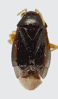 Jornandes albipes, AMNH PBI00111392