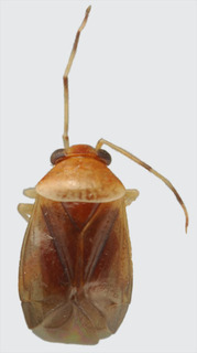 Jornandes crotoni, AMNH PBI00094274