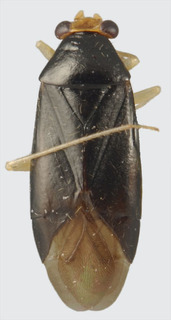 Jornandes cruralis, AMNH PBI00094261