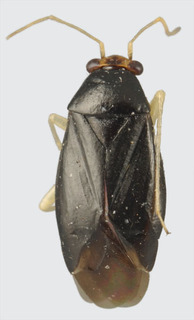 Jornandes cruralis, AMNH PBI00094262