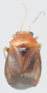 Jornandes heliocarpusi, AMNH PBI00094295