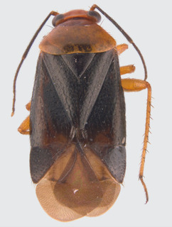 Jornandes tehuacanensis, AMNH PBI00094279
