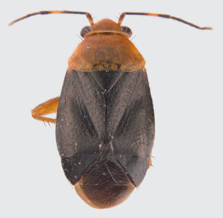Jornandes tehuacanensis, AMNH PBI00094280
