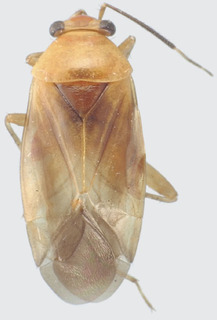 Jornandes variabilis, AMNH PBI00094249